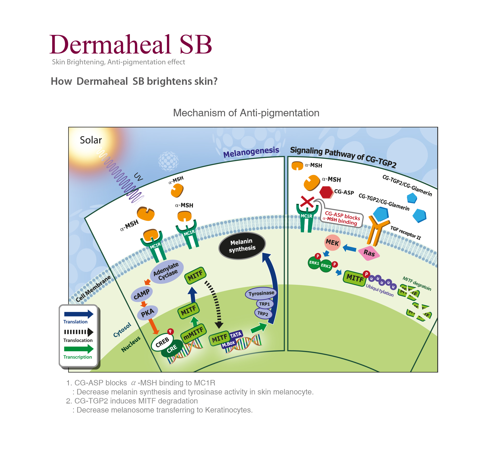 Dermaheal SB - photo 18