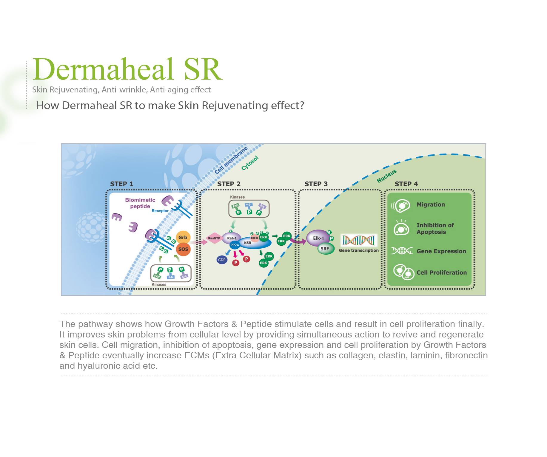 Dermaheal SR - photo 17