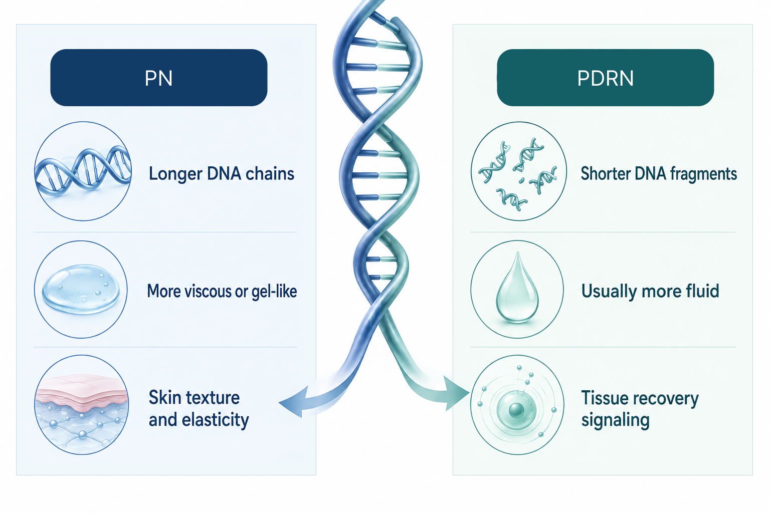Infographic comparing PN longer DNA chains with